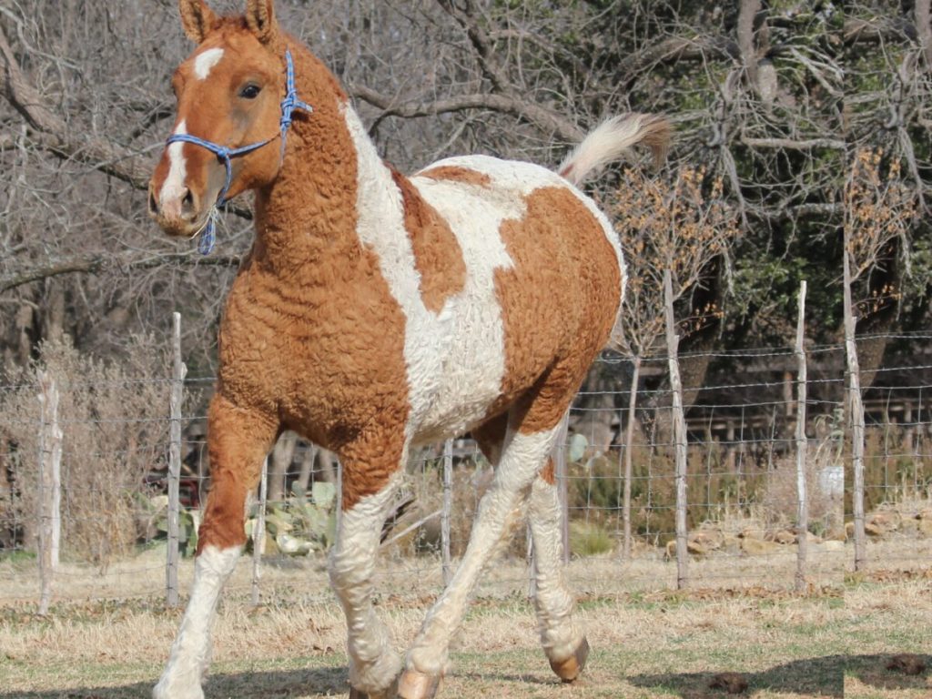 Bashkir Curly